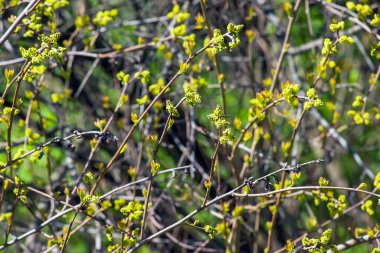 Baharda sumac Rhus trilobata tomurcukları ve yaprakları.
