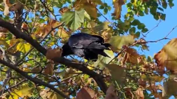 Das Verhalten Einer Aaskrähe Wurde Herbst Auf Einem Ast Sitzend — Stockvideo