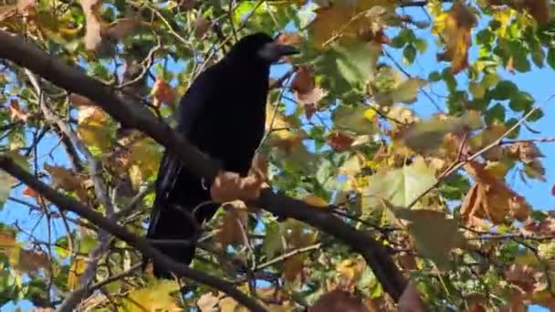 Zachowanie Kruka Padlinowego Zostało Uchwycone Gałęzi Drzewa Jesienią Żółtych Liściach — Wideo stockowe