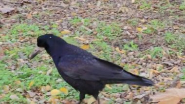 Genç ve aç bir karga sonbaharda çimlerde yiyecek arıyor..