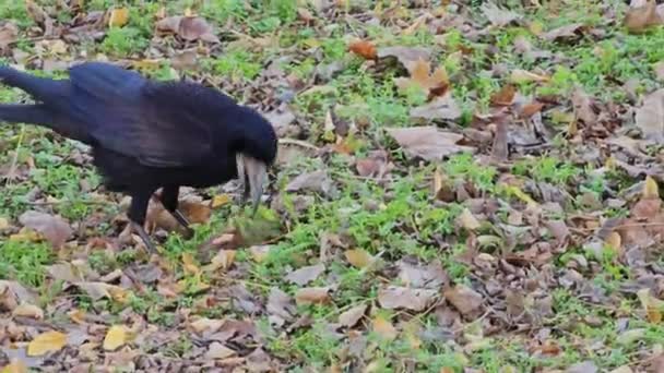 배고픈 까마귀는 가을에 잔디에서 음식을 찾고있다 — 비디오