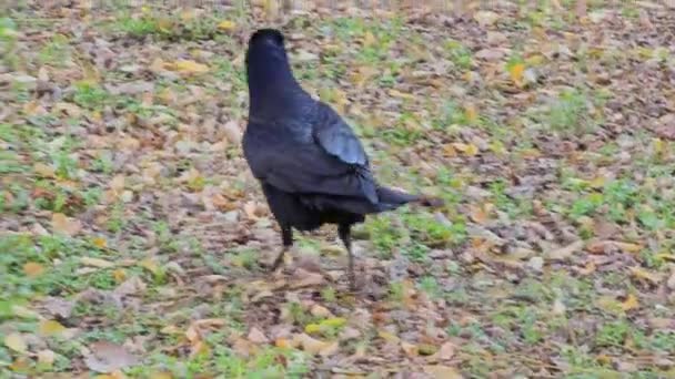 Eine Junge Hungrige Krähe Sucht Herbst Gras Nach Nahrung — Stockvideo