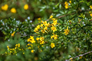 Yasemin meyveleri, Vahşi Yasemin. Baharda vahşi bitki vuruşu.