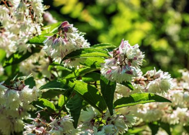 Deutzia crenata çiçekleri Japon karçiçeği, Slender Deutzia. Fuzzy Deutzia, Deutzia çiçeklendi