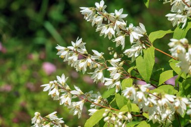 Deutzia crenata çiçekleri Japon karçiçeği, Slender Deutzia. Fuzzy Deutzia, Deutzia çiçeklendi