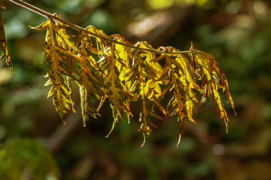 Ekim ayında Rhus tifinası. Sarı kırmızı geyik boynuzlu sumac yaprakları. Rhus typhina, Anacardiaceae familyasından bir bitki türü..