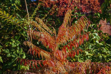 Ekim ayında Rhus tifinası. Sarı kırmızı geyik boynuzlu sumac yaprakları. Rhus typhina, Anacardiaceae familyasından bir bitki türü..