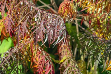 Ekim ayında Rhus tifinası. Sarı kırmızı geyik boynuzlu sumac yaprakları. Rhus typhina, Anacardiaceae familyasından bir bitki türü..
