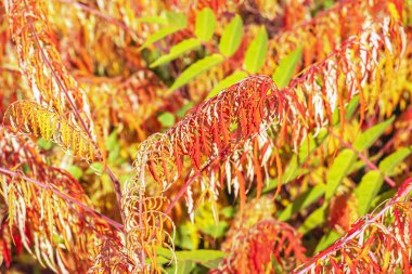 Ekim ayında Rhus tifinası. Sarı kırmızı geyik boynuzlu sumac yaprakları. Rhus typhina, Anacardiaceae familyasından bir bitki türü..