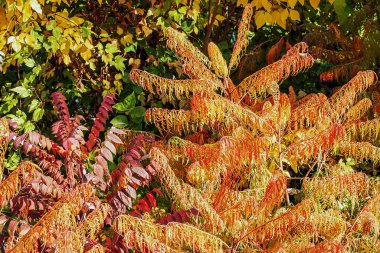 Ekim ayında Rhus tifinası. Sarı kırmızı geyik boynuzlu sumac yaprakları. Rhus typhina, Anacardiaceae familyasından bir bitki türü..