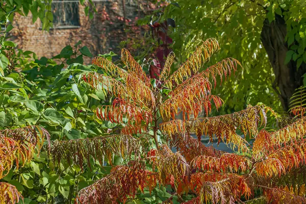 Ekim ayında Rhus tifinası. Sarı kırmızı geyik boynuzlu sumac yaprakları. Rhus typhina, Anacardiaceae familyasından bir bitki türü..