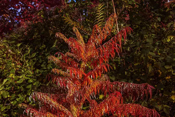 Rhus typhina in October. Yellow Red leaves of staghorn sumac. Rhus typhina is a species of flowering plants in the Anacardiaceae family.