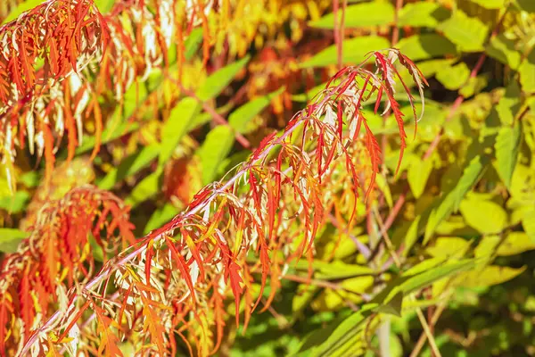Rhus typhina in October. Yellow Red leaves of staghorn sumac. Rhus typhina is a species of flowering plants in the Anacardiaceae family.