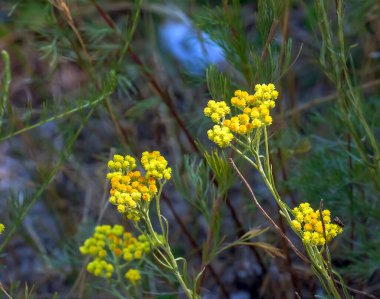 Sarı kimyon. Helchrysum arenyumu, sonsuza dek cüce. Helchrysum arenaryumu L ayrıca cüce sonsuzluğu olarak da bilinir..
