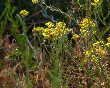 Sarı kimyon. Helchrysum arenyumu, sonsuza dek cüce. Helchrysum arenaryumu L ayrıca cüce sonsuzluğu olarak da bilinir..