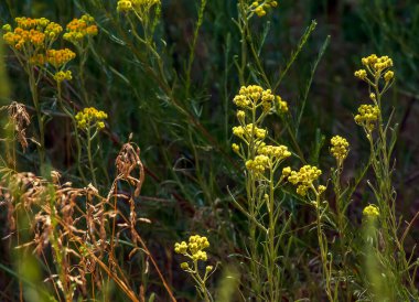 Sarı kimyon. Helchrysum arenyumu, sonsuza dek cüce. Helchrysum arenaryumu L ayrıca cüce sonsuzluğu olarak da bilinir..