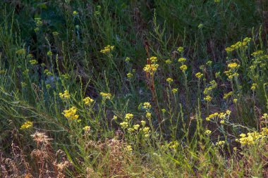 Sarı kimyon. Helchrysum arenyumu, sonsuza dek cüce. Helchrysum arenaryumu L ayrıca cüce sonsuzluğu olarak da bilinir..