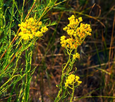 Sarı kimyon. Helchrysum arenyumu, sonsuza dek cüce. Helchrysum arenaryumu L ayrıca cüce sonsuzluğu olarak da bilinir..