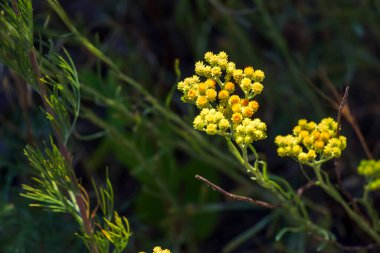 Sarı kimyon. Helchrysum arenyumu, sonsuza dek cüce. Helchrysum arenaryumu L ayrıca cüce sonsuzluğu olarak da bilinir..