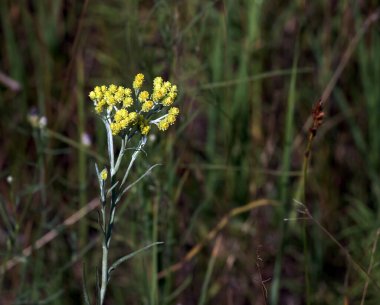 Sarı kimyon. Helchrysum arenyumu, sonsuza dek cüce. Helchrysum arenaryumu L ayrıca cüce sonsuzluğu olarak da bilinir..