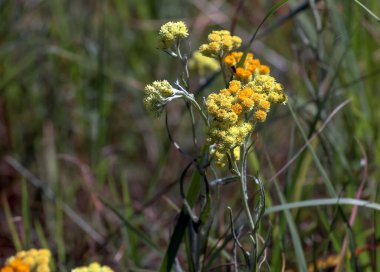 Sarı kimyon. Helchrysum arenyumu, sonsuza dek cüce. Helchrysum arenaryumu L ayrıca cüce sonsuzluğu olarak da bilinir..