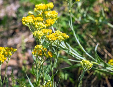 Sarı kimyon. Helchrysum arenyumu, sonsuza dek cüce. Helchrysum arenaryumu L ayrıca cüce sonsuzluğu olarak da bilinir..