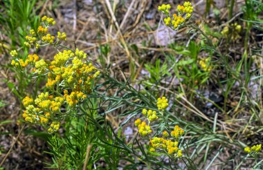 Sarı kimyon. Helchrysum arenyumu, sonsuza dek cüce. Helchrysum arenaryumu L ayrıca cüce sonsuzluğu olarak da bilinir..