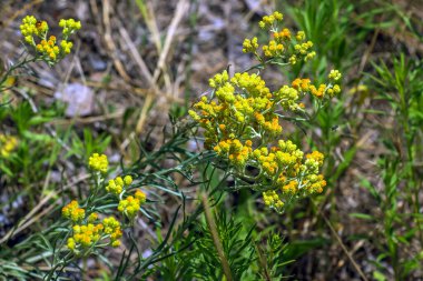 Sarı kimyon. Helchrysum arenyumu, sonsuza dek cüce. Helchrysum arenaryumu L ayrıca cüce sonsuzluğu olarak da bilinir..