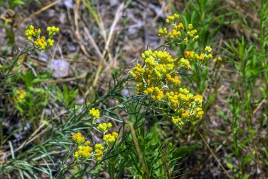 Sarı kimyon. Helchrysum arenyumu, sonsuza dek cüce. Helchrysum arenaryumu L ayrıca cüce sonsuzluğu olarak da bilinir..