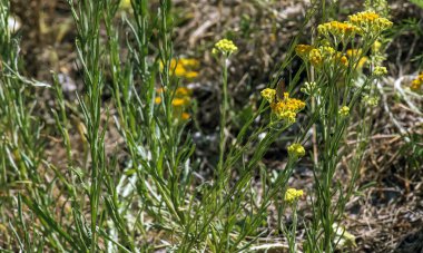 Sarı kimyon. Helchrysum arenyumu, sonsuza dek cüce. Helchrysum arenaryumu L ayrıca cüce sonsuzluğu olarak da bilinir..