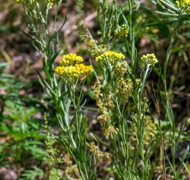 Sarı kimyon. Helchrysum arenyumu, sonsuza dek cüce. Helchrysum arenaryumu L ayrıca cüce sonsuzluğu olarak da bilinir..