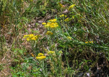 Sarı kimyon. Helchrysum arenyumu, sonsuza dek cüce. Helchrysum arenaryumu L ayrıca cüce sonsuzluğu olarak da bilinir..