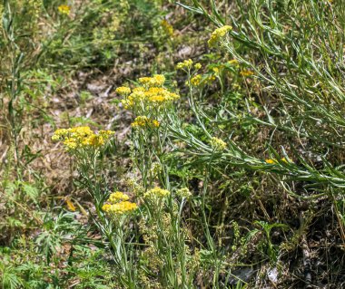 Sarı kimyon. Helchrysum arenyumu, sonsuza dek cüce. Helchrysum arenaryumu L ayrıca cüce sonsuzluğu olarak da bilinir..
