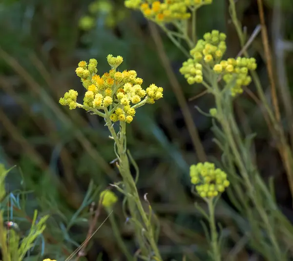 stock image Yellow cumin. Helichrysum arenarium, dwarf everlast. Helichrysum arenarium L is also known as dwarf everlast, and as immortelle.