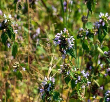 Siyah Horehound veya Ballota Nigra, tıbbi bitki. Bitkinin antispazmik, sakinleştirici ve tonik özellikleri var..