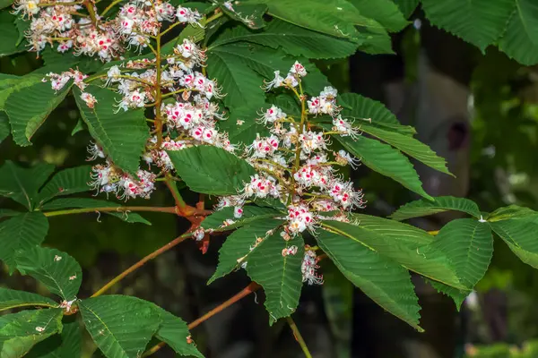 Aesculus Hippocastanum Ağacının Çiçekleri At Kestanesi.