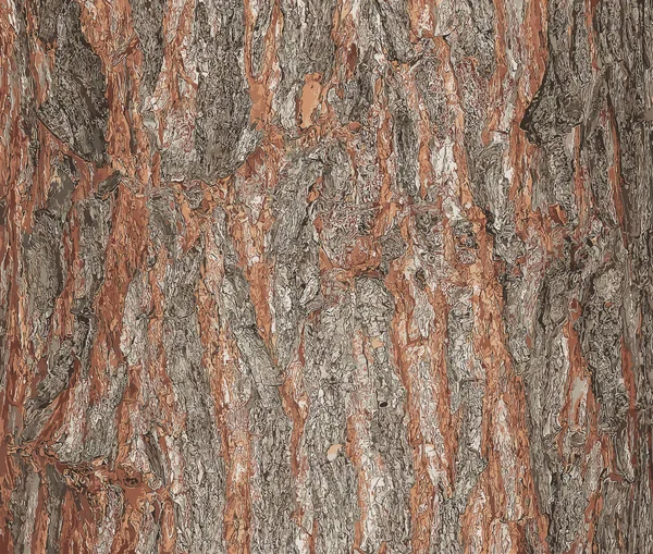 メープルバークのクローズアップのベクトルイラスト ラテン語の名前はアサー サッカルムです エイサーバレルテクスチャ 生きている木の背景 森の自然の肌について — ストックベクタ