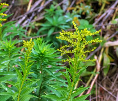 Kanada altın çubuğu ya da Solidago kanadensis. Antispazmotik, idrar söktürücü ve iltihap önleyici etkileri var..