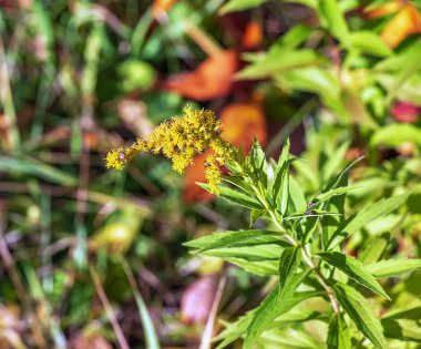 Kanada altın çubuğu ya da Solidago kanadensis. Antispazmotik, idrar söktürücü ve iltihap önleyici etkileri var..