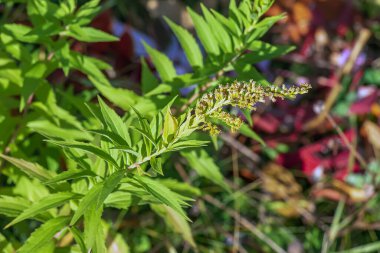 Kanada altın çubuğu ya da Solidago kanadensis. Antispazmotik, idrar söktürücü ve iltihap önleyici etkileri var..