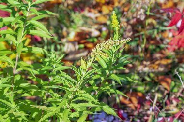 Kanada altın çubuğu ya da Solidago kanadensis. Antispazmotik, idrar söktürücü ve iltihap önleyici etkileri var..