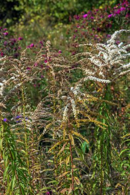 Kanada altın çubuğu ya da Solidago kanadensis. Antispazmotik, idrar söktürücü ve iltihap önleyici etkileri var..