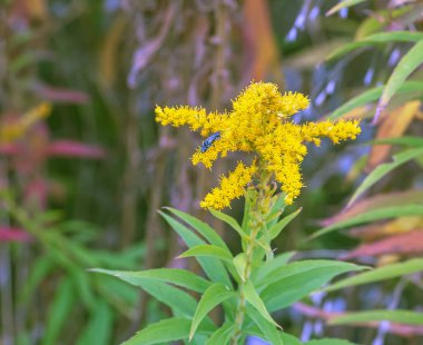 Kanada altın çubuğu ya da Solidago kanadensis. Antispazmotik, idrar söktürücü ve iltihap önleyici etkileri var..