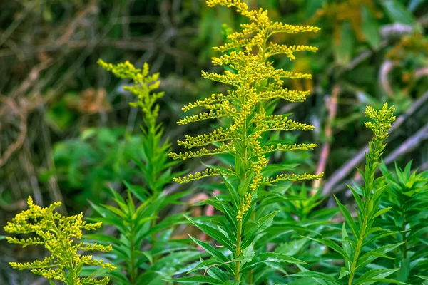 Stock image Canadian goldenrod or Solidago canadensis. It has antispasmodic, diuretic and anti-inflammatory effects.