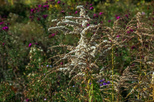 Kanada altın çubuğu ya da Solidago kanadensis. Antispazmotik, idrar söktürücü ve iltihap önleyici etkileri var..
