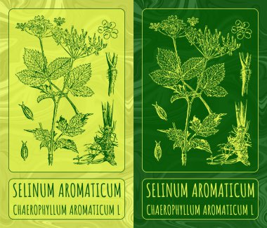 Vektör çizimleri SELINUM AROMATICUM. El çizimi çizimi. Latince adı CHAEROPHYLUM AROMATICUM L.