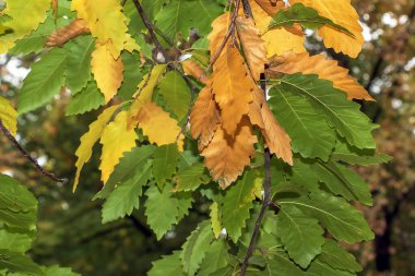 Sonbaharda meşe yaprakları ya da Latin Quercus cerris. Turuncu yeşil yapraklar.