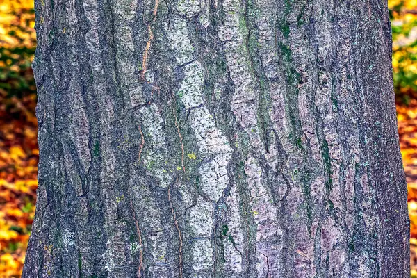 Bark of the Quercus cerris, the Turkey oak or Austrian oak. Texture. Abstract view.