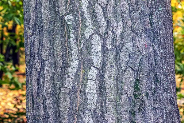 Corteza Quercus Cerris Roble Turquía Roble Austriaco Textura Vista Abstracta —  Fotos de Stock
