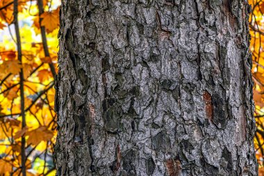 Rowan yakından havlıyor. Sorbus Torminalis L. 'in gövdesinin dokusu. Yaşayan ahşap arka plan. Ormanın doğası böyle..